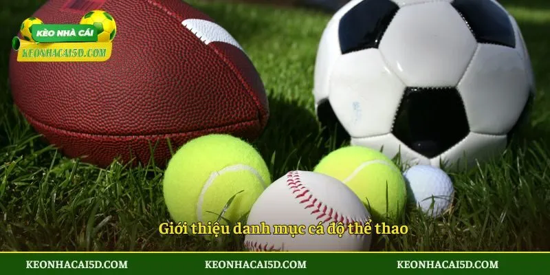 Giới thiệu danh mục cá độ thể thao